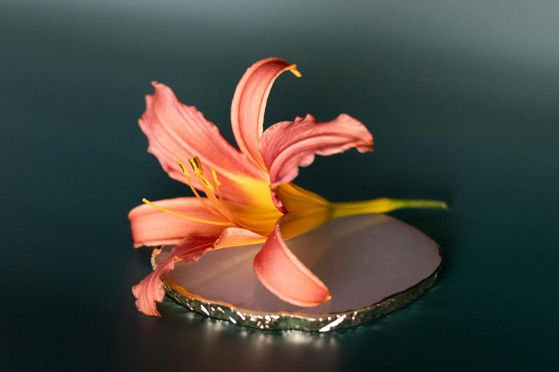 Pomarańczowy kwiat lilii na lustrzanym, rozmytym tle