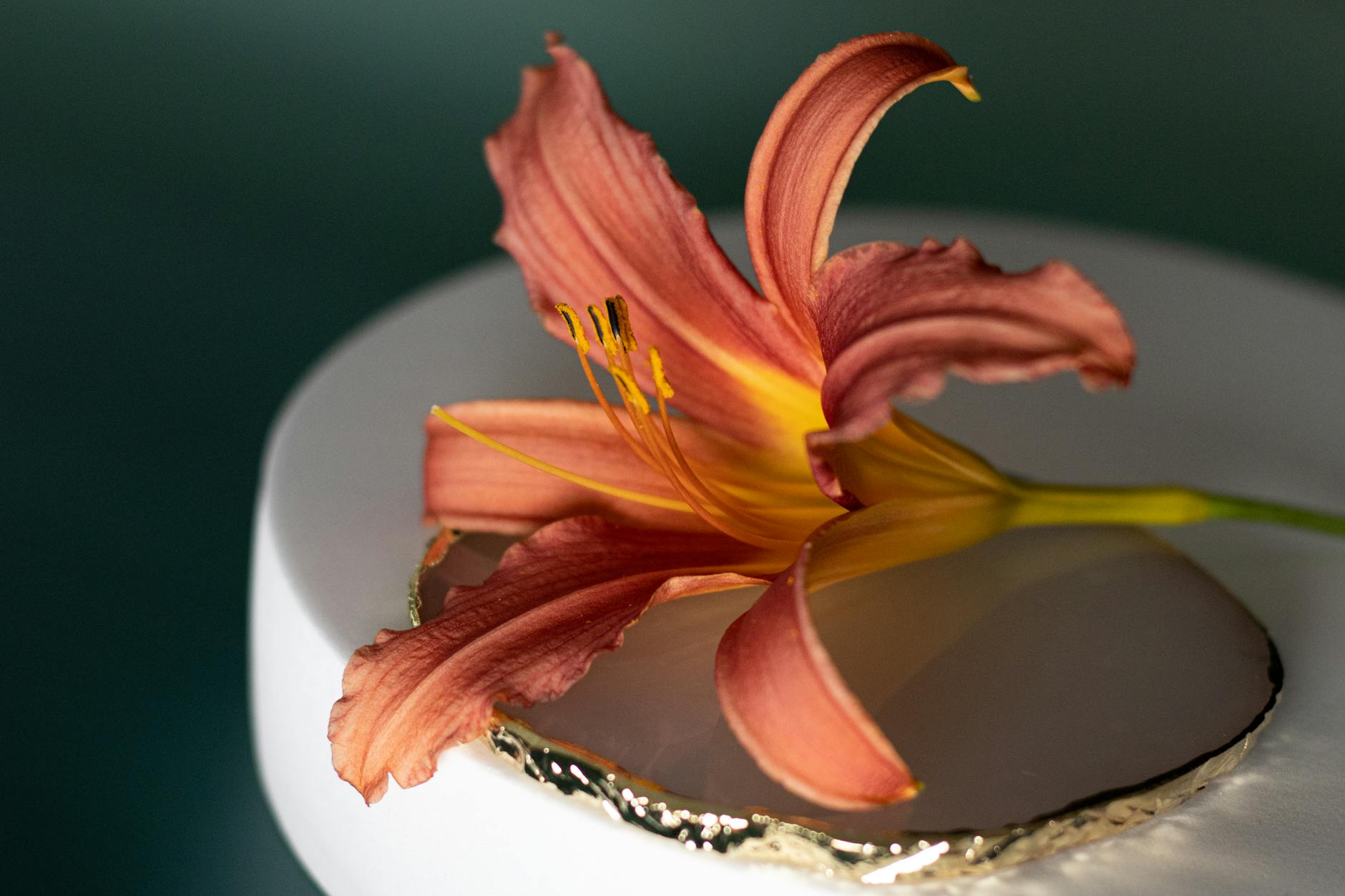 Zbliżenie pomarańczowego liliowca w artystycznym świetle